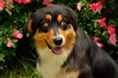 ����ƶѪ������ô�죿��ͼ��