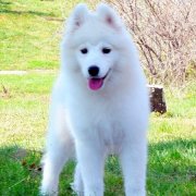 ��ĦҮ��ȳ����ô�죨ͼ��