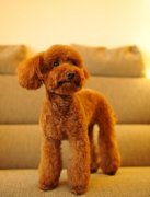 ̩��ȮΪʲô���ë����ͼ��