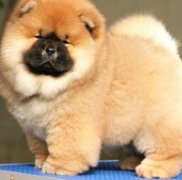 ��ʨȱ�Ƴ鴤��ô�죿��ͼ��