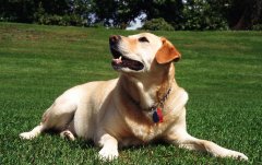 ��İ�Ȯ��ë�𣿵�ë������ô�죿��ͼ��