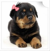 ѩ����θ����ô����