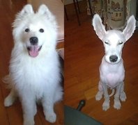 ��ĦҮ����ȱ����ô�죿