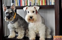 ѩ�������ȱ����ô�죿