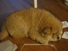 ��ʨȱ����ô������