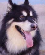 ������ʲô���Բ���