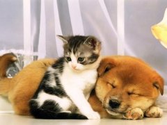 ����Ż����ô�죿��ͼ��