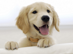 ��ʿ�������ǲ���ô����