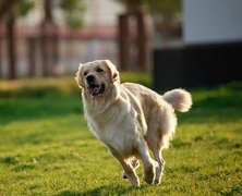 ��ô���ƹ���������