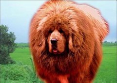 ���᲻�ϳ�ʳ��ô�죿��ͼ��