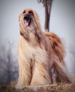 ��ë������ë�����ô��?��ͼ��