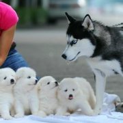 �����������Ŷ�����ô�죿��ͼ��