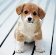 ��ν��������ʳ����ͼ��