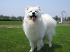 ��ô����ĦҮ���ƣ�ͼ��