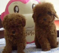 ̩��ĸȮ��������β��ƣ�