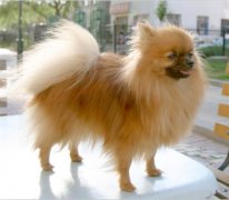 ����˫������ԭ��ͼ��