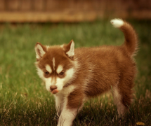 ��ëȱ�Ƶ�ԭ��֢״