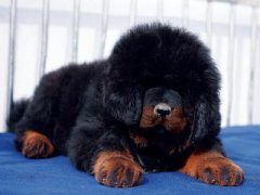 ���᲻����ʳ��ô���£���ͼ��