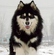 ����˹��ȱ����ô����ͼ��