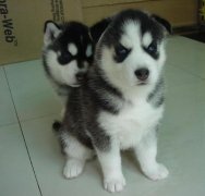 ��ʿ��ȱ�Ƴ�ʲô��Ƭ��ͼ��