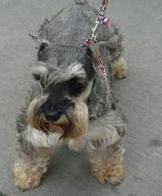 ѩ����ȱ�Ƶ�֢״����