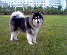 �����ȷ�������������ݣ�