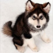 ��ʿ���߹��ⷭ��ô�죨ͼ��