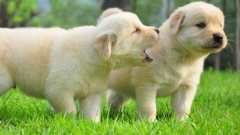 ���ﹷ�߹��ⷭ��ô����