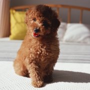 ̩��O������ô�죨ͼ��