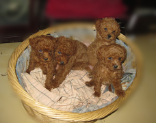 ̩����Ȯ˫������ô��