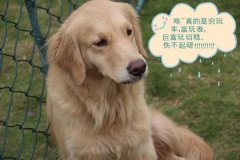 ��ëι��ע�����ͼ��