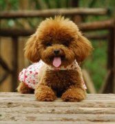 ���ȱ����ô�죿