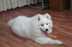 ��ĦҮë������������ô�죿��ͼ��