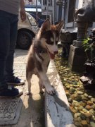 ����̫�ݳ�ʲô�ã�