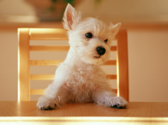 ��ô������ι�ȵǳ��ܸƷ�