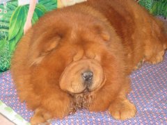 ��ʨ��ë��ô�죿��ͼ��