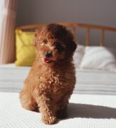 ̩����������ô�죿̩�������ӳ�ʲôҩ����