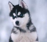 ��ʿ��С����ʲô�̷ۣ�ͼ��