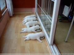 ����չ�û���̵�С����