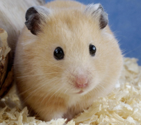 ����ϲ����ʲô