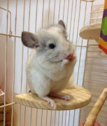 �����ʲô��Ӫ��