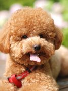 ����ʳ���½���ô�죿��ͼ��