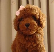 ̩��Ӫ��������ô�죿��ô����ιʳ����ͼ��