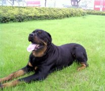 �����Զ�������������ô��?(ͼ��