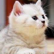 ��è���Զ�����ô�죨ͼ��