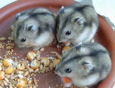 ����Գ���Ӫ������