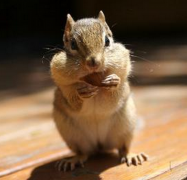 ��è�Գ���Ӫ������