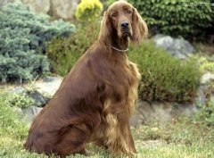 ������ѩ��Ȯ������棨ͼ��