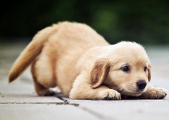 ��ȮӪ�����ĸ���