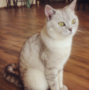 è��Ӫ�������